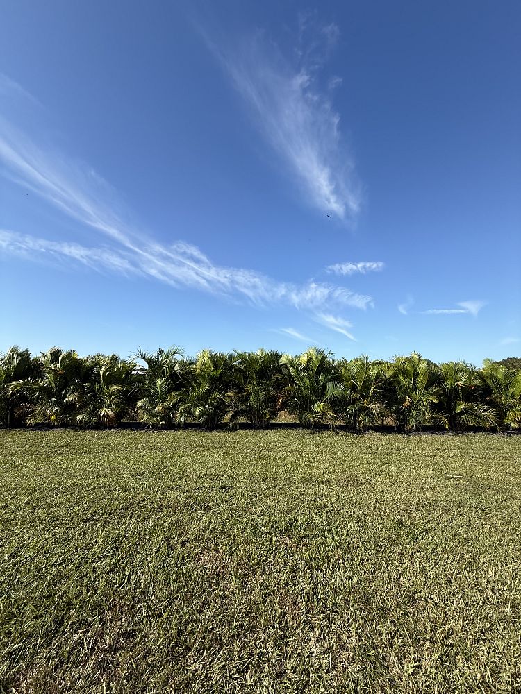 dypsis-lutescens-areca-palm