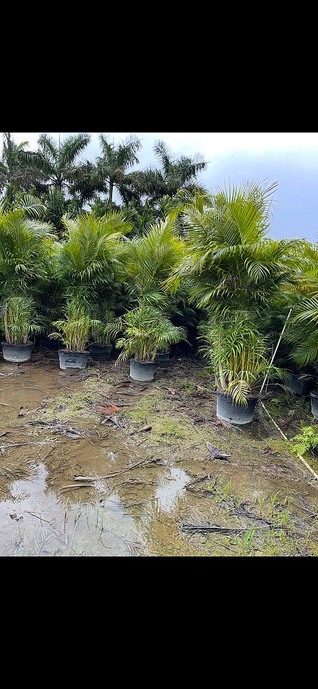 dypsis-lutescens-areca-palm