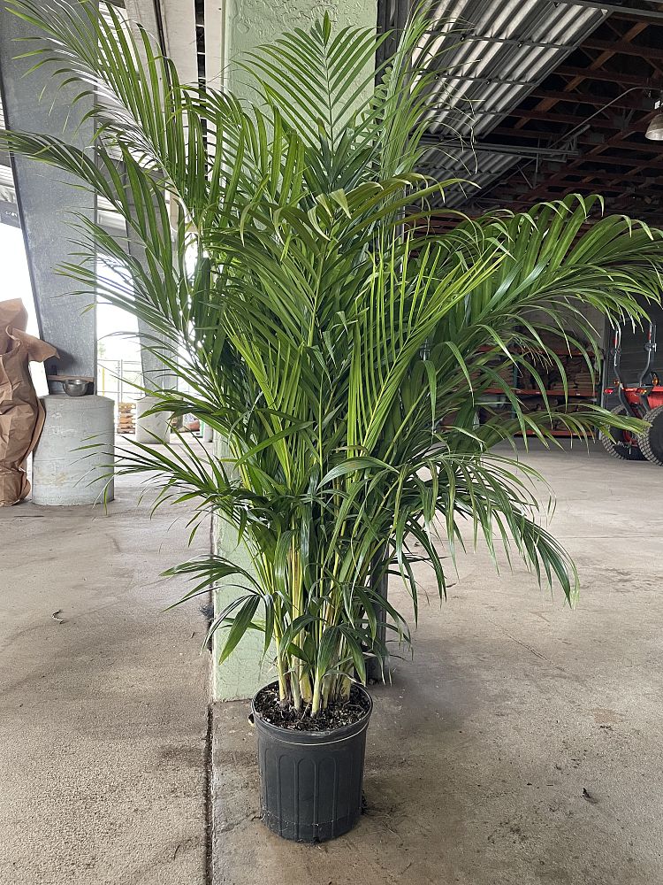 dypsis-lutescens-supreme-areca-palm-supreme