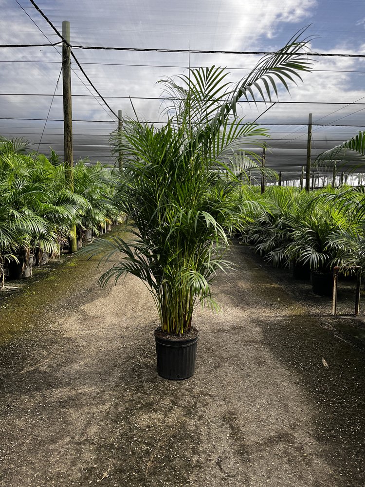 dypsis-lutescens-supreme-areca-palm-supreme