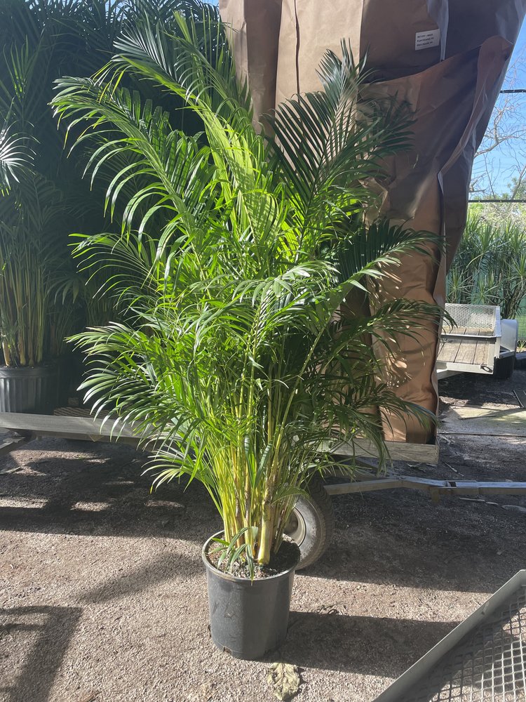 dypsis-lutescens-supreme-areca-palm-supreme