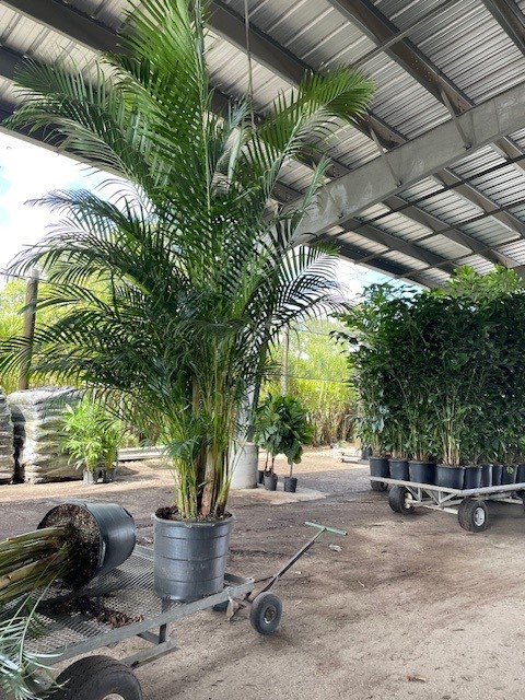 dypsis-lutescens-supreme-areca-palm-supreme