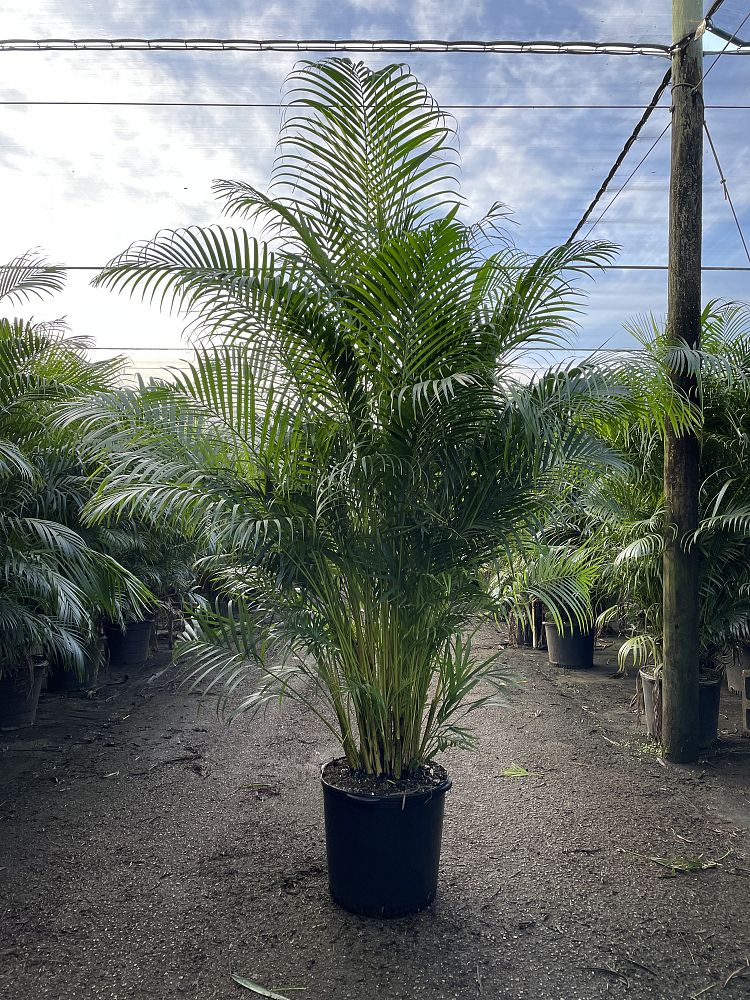 dypsis-lutescens-supreme-areca-palm-supreme