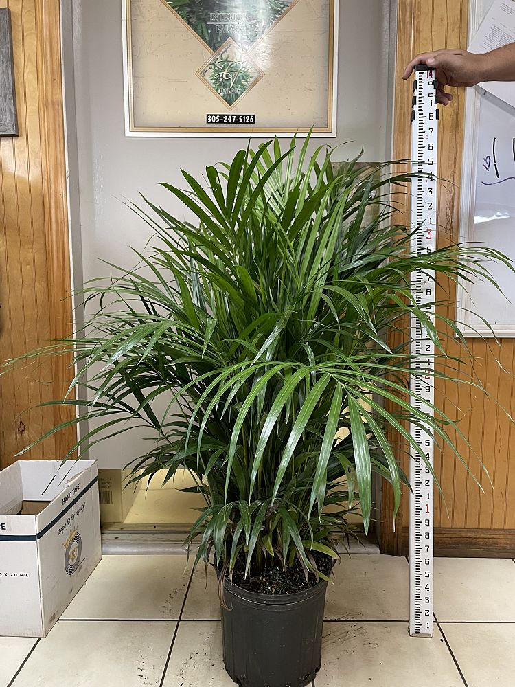 dypsis-lutescens-supreme-areca-palm-supreme