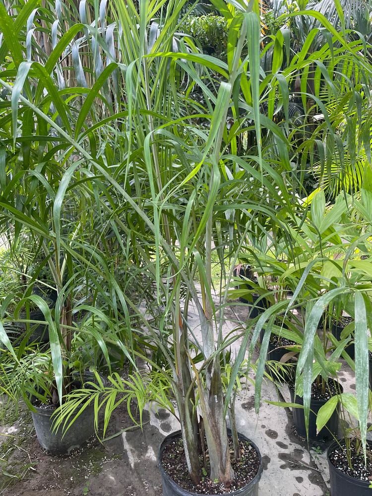 dypsis-madagascariensis-mahajanga
