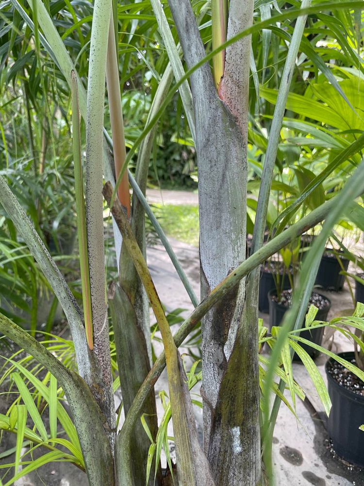 dypsis-madagascariensis-mahajanga
