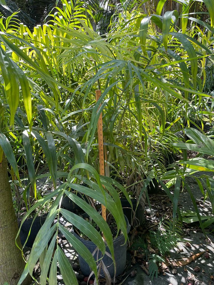 dypsis-madagascariensis-mahajanga