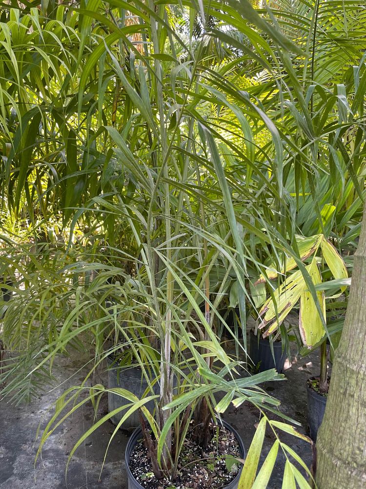 dypsis-madagascariensis-mahajanga