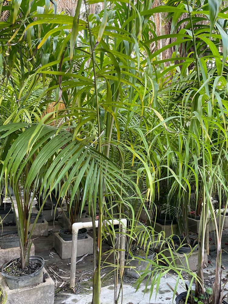 dypsis-madagascariensis-mahajanga