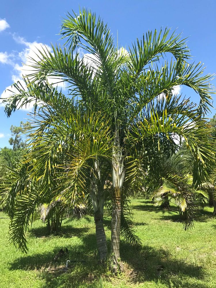 dypsis-madagascariensis