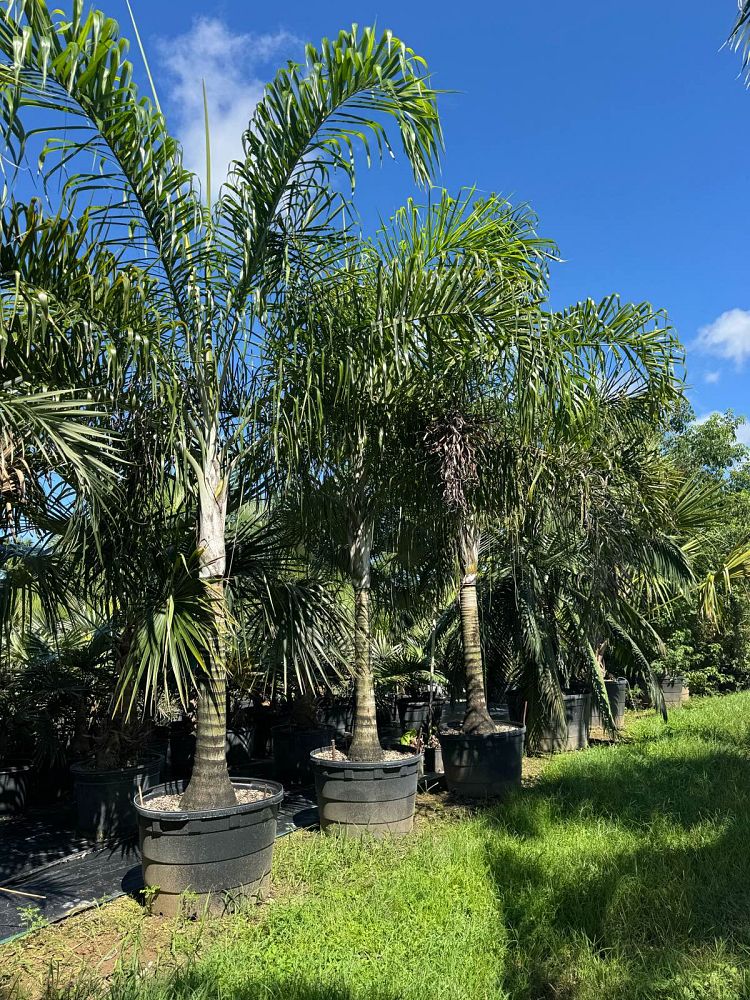 dypsis-madagascariensis