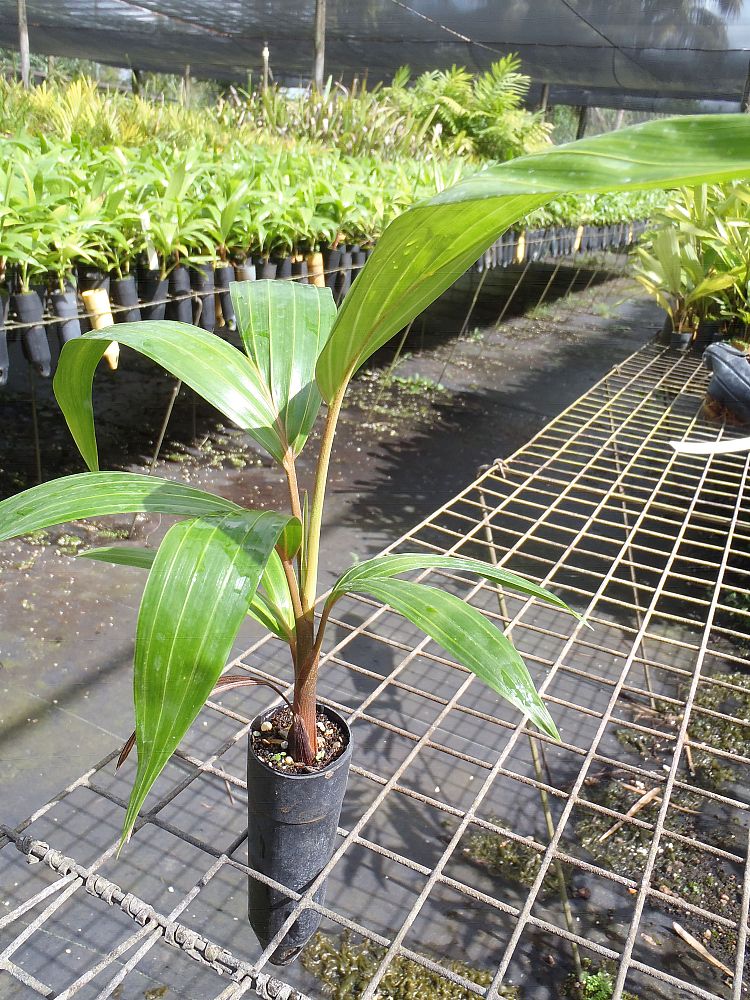 dypsis-pembana