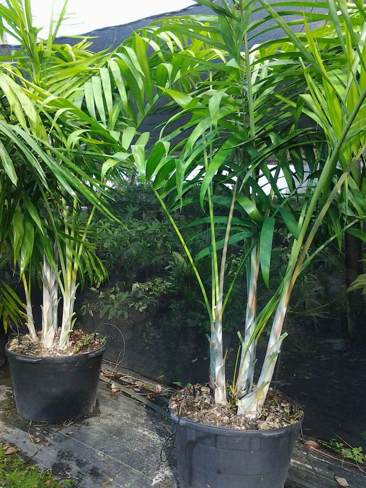 dypsis-pembana