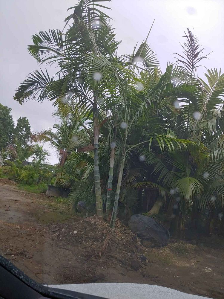 dypsis-pembana