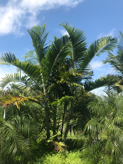 dypsis-pembana