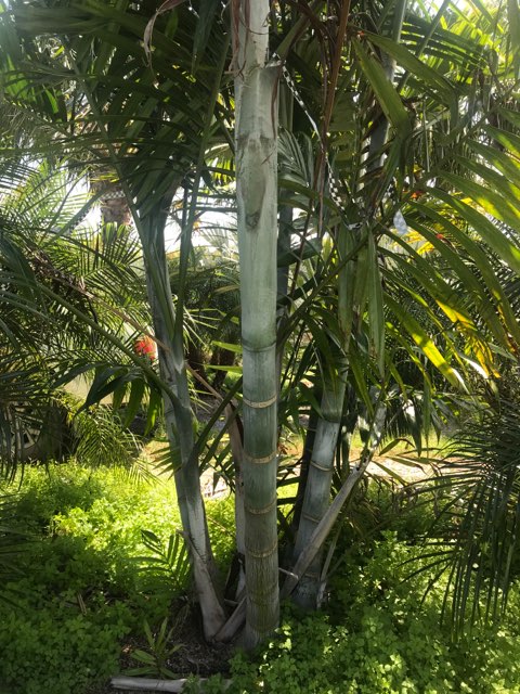 dypsis-pembana
