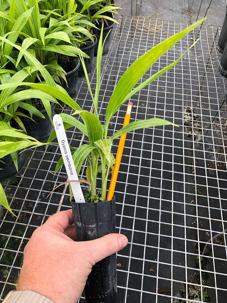 dypsis-pembana