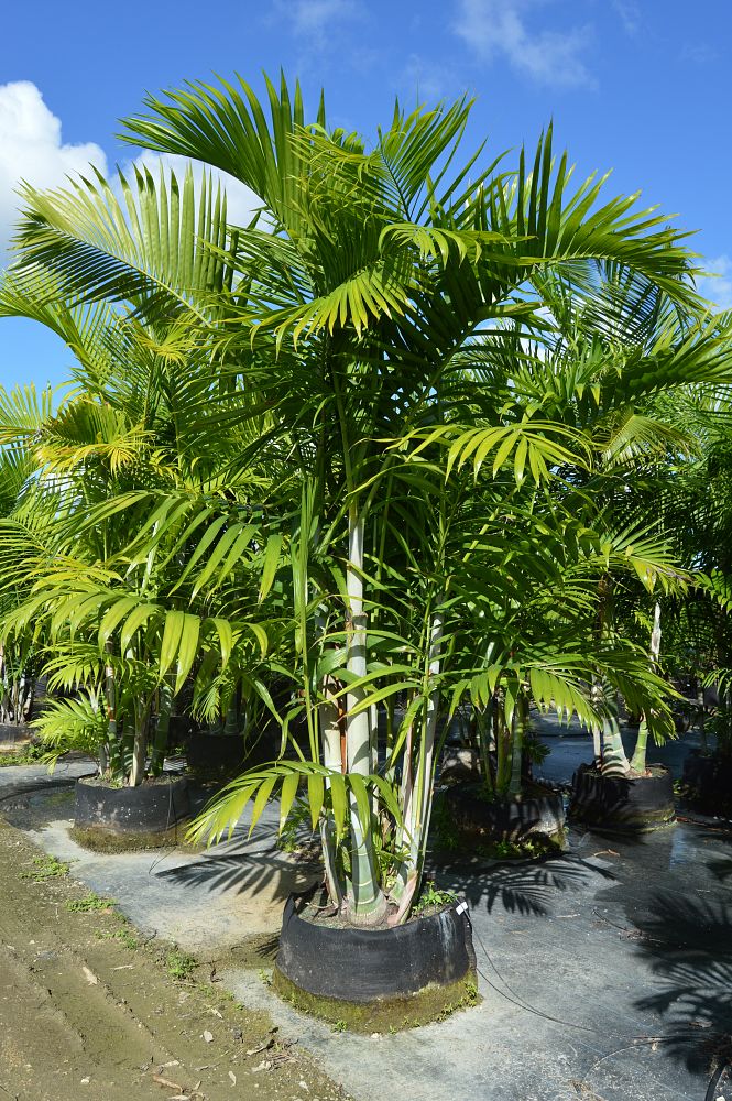 dypsis-pembana