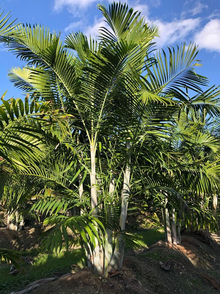 dypsis-pembana