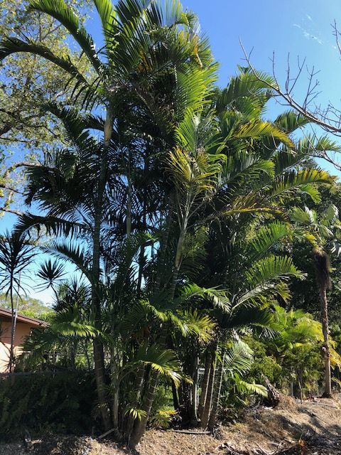dypsis-pembana