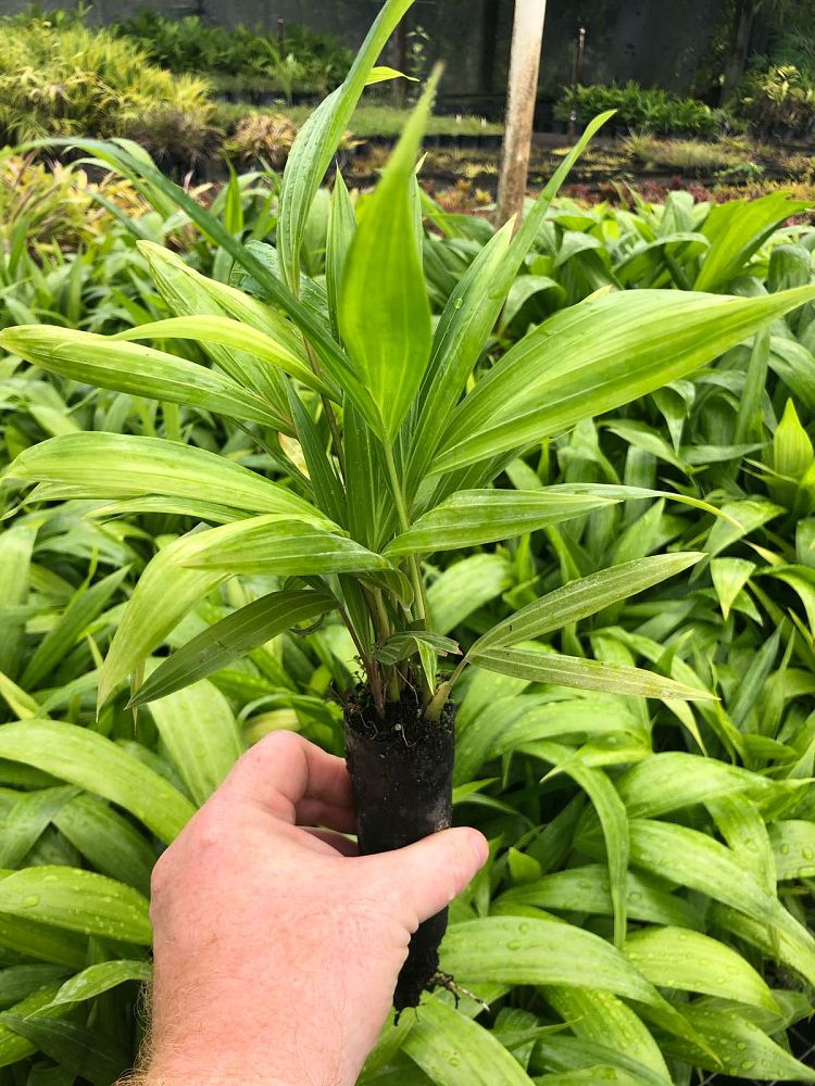 dypsis-pembana
