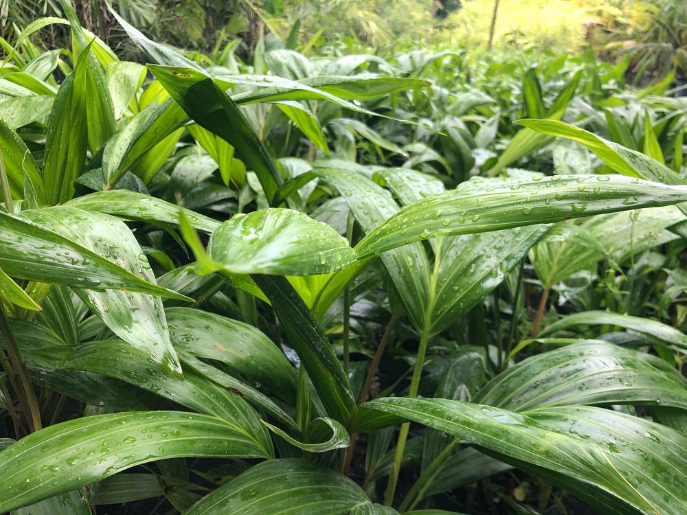 dypsis-pembana