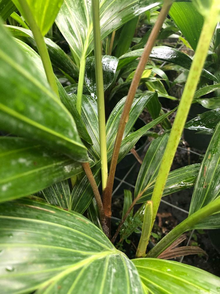 dypsis-pembana