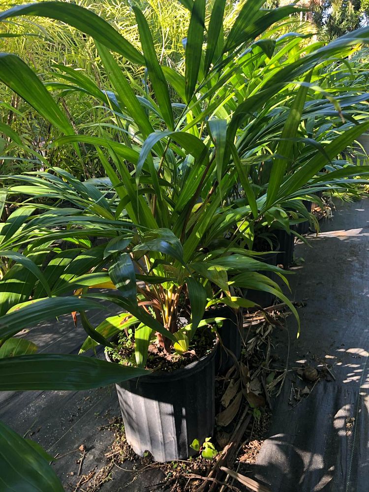 dypsis-pembana