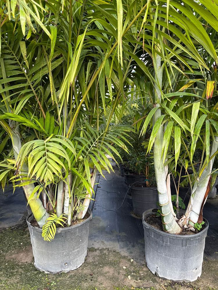 dypsis-pembana