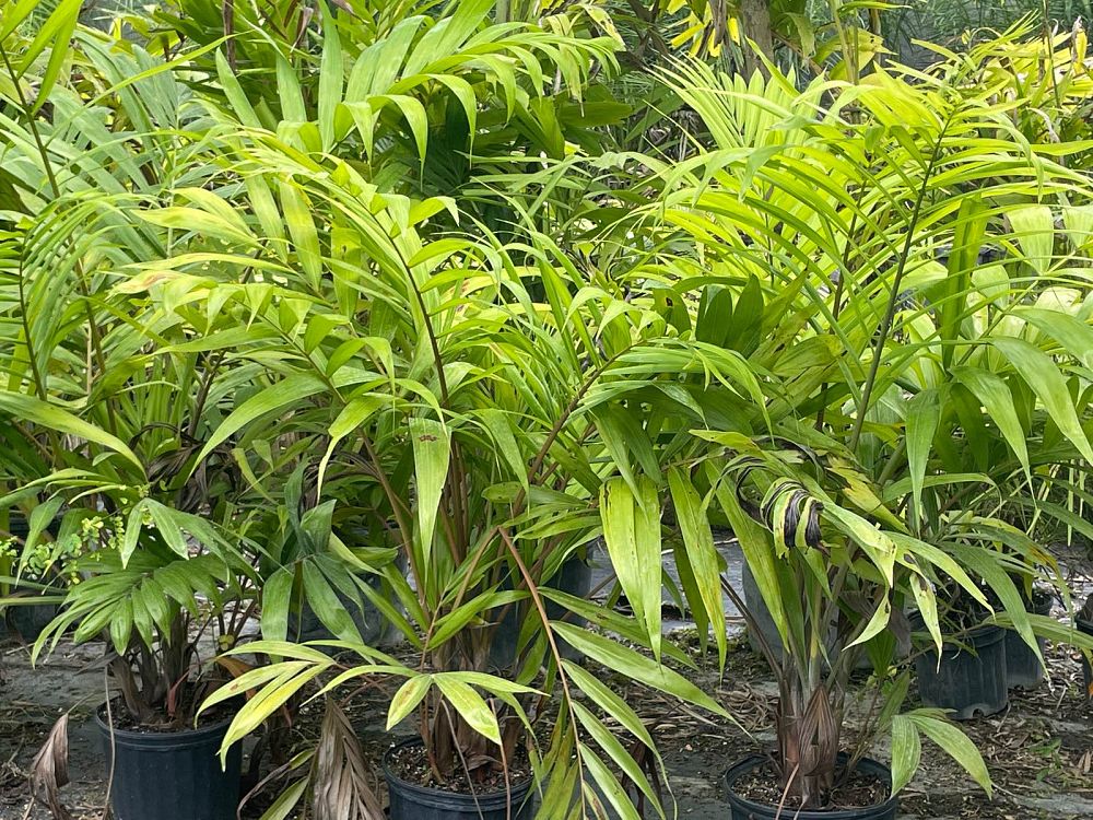 dypsis-pembana