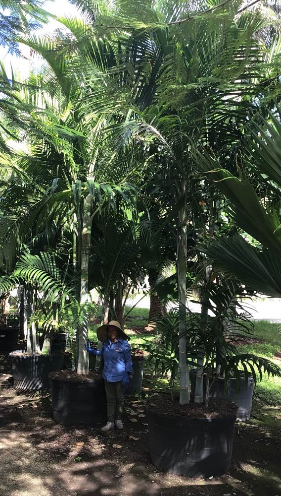 dypsis-pembana