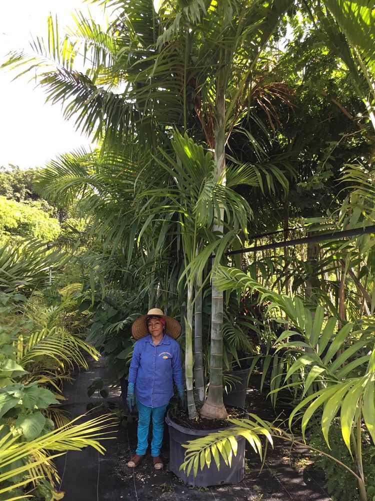 dypsis-pembana