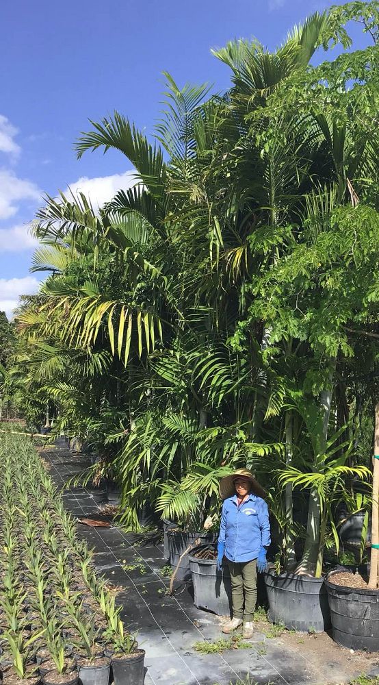 dypsis-pembana