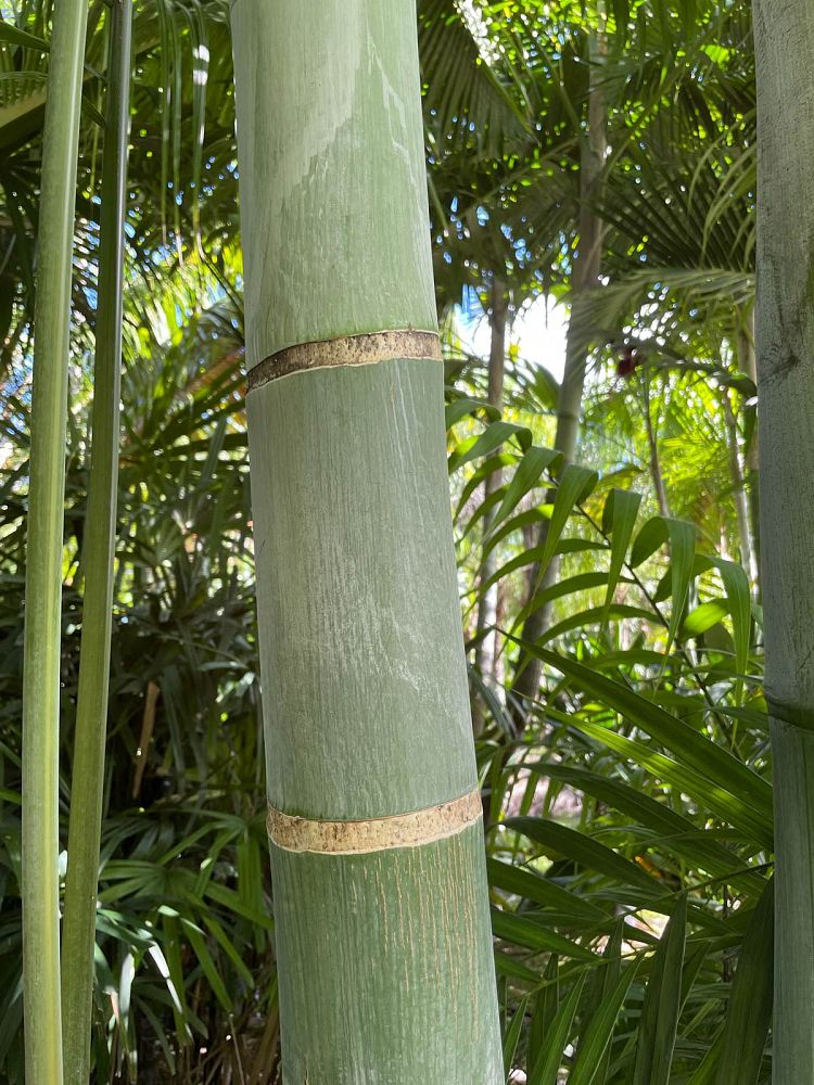 dypsis-pembana