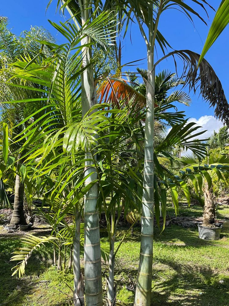dypsis-pembana