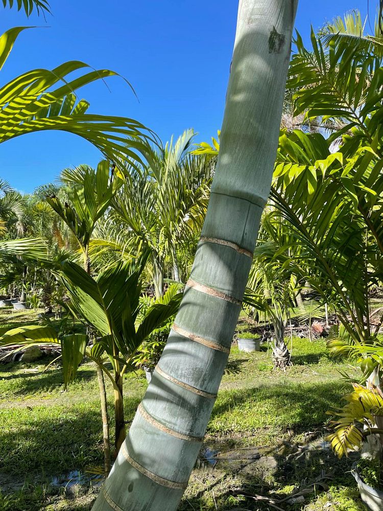dypsis-pembana
