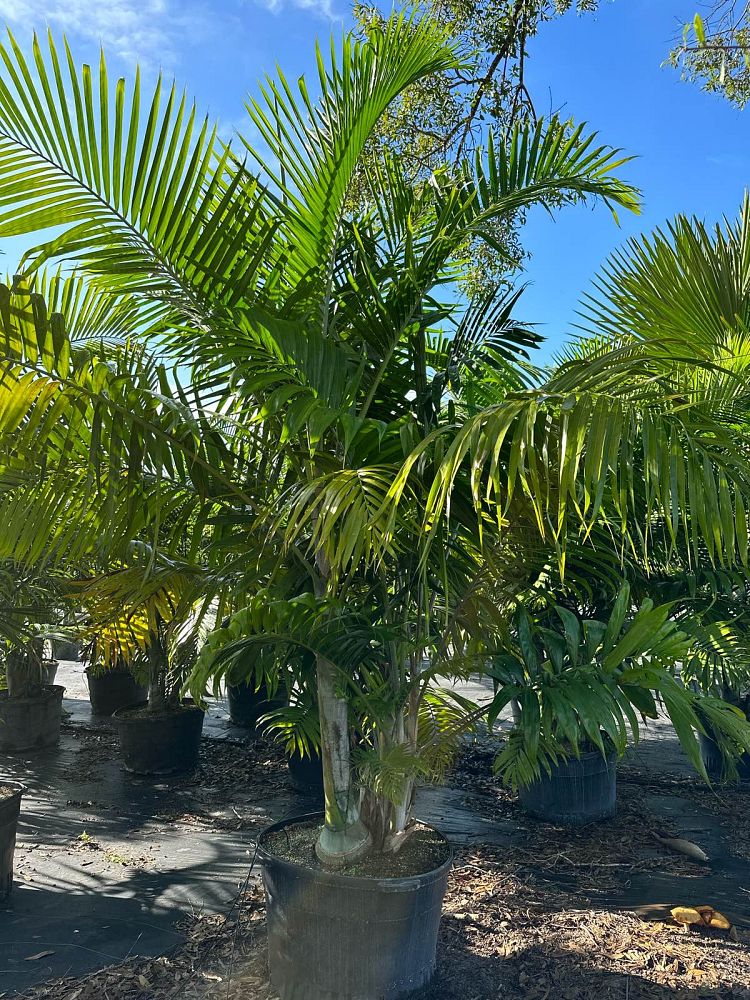 dypsis-pembana