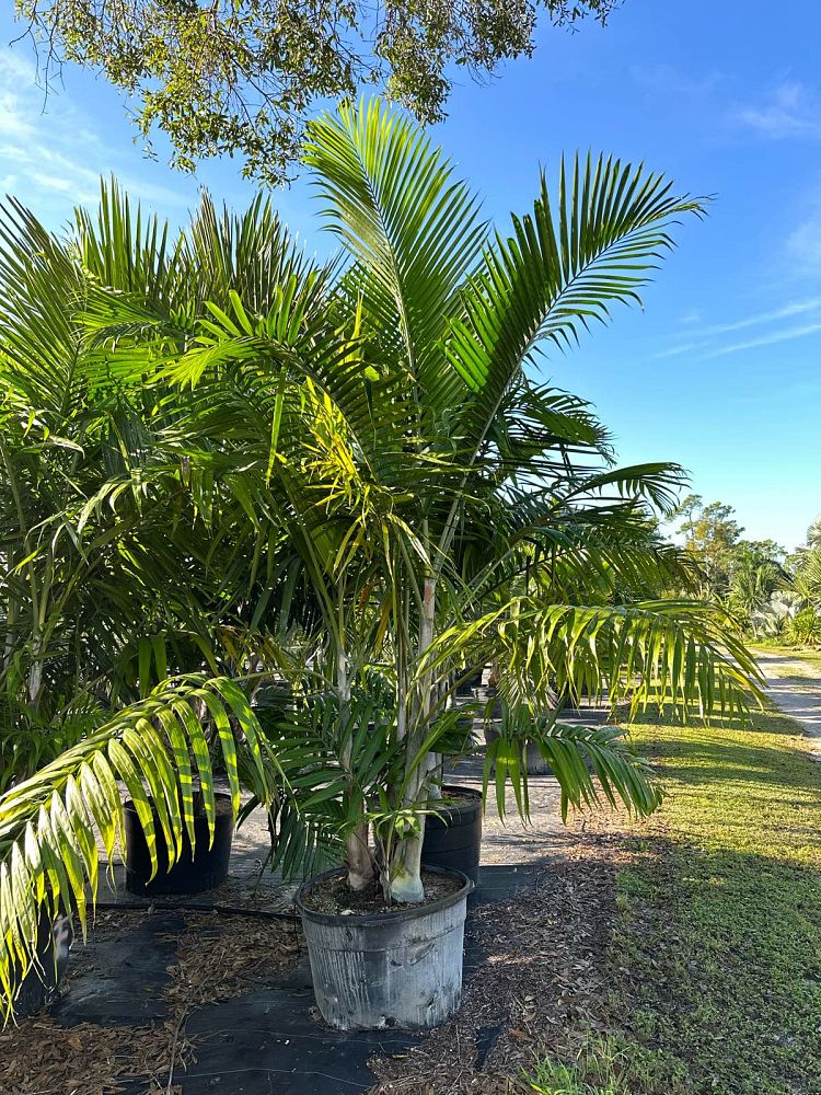 dypsis-pembana