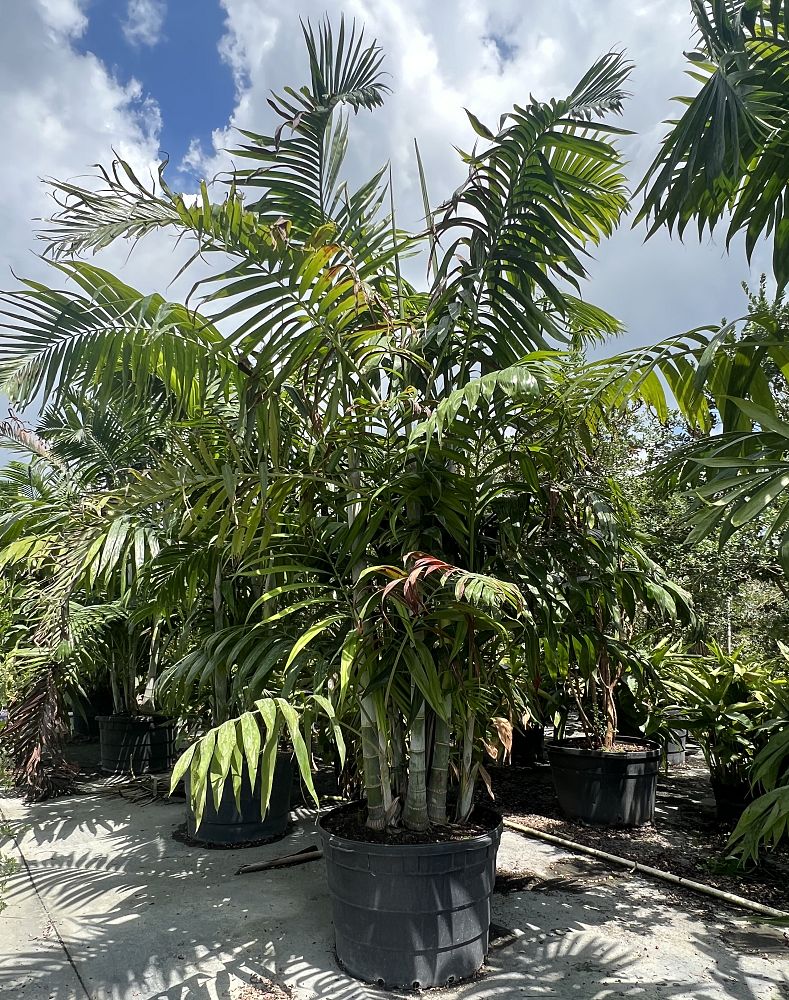 dypsis-pembana