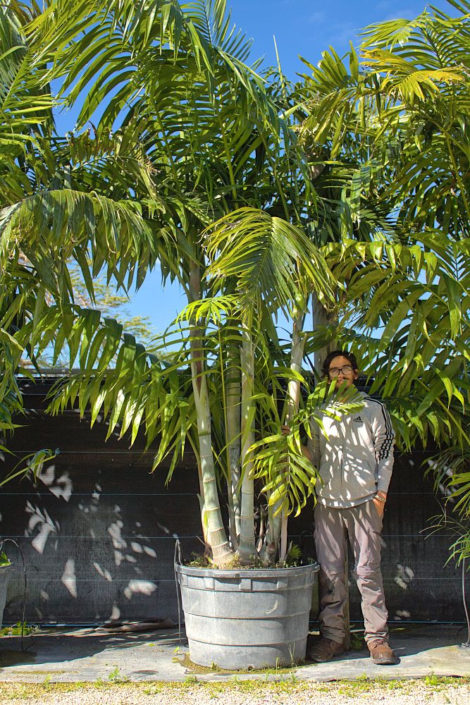 dypsis-pembana