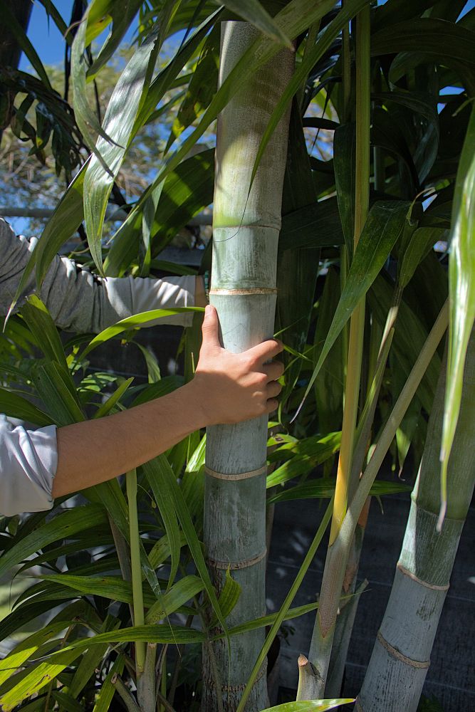 dypsis-pembana