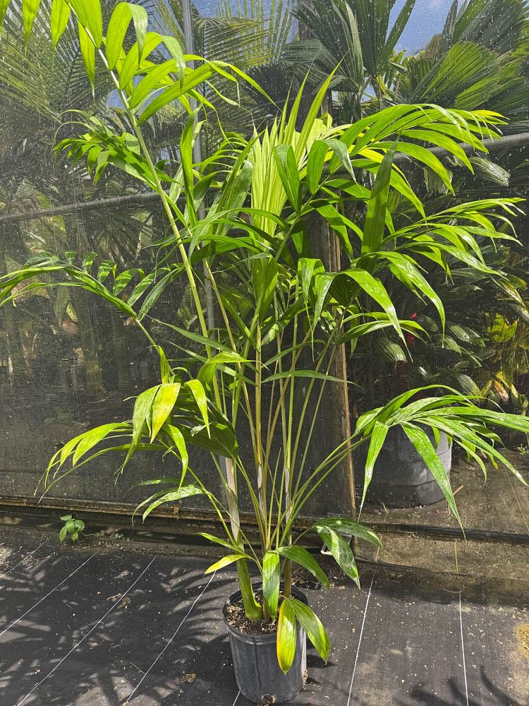 dypsis-pembana