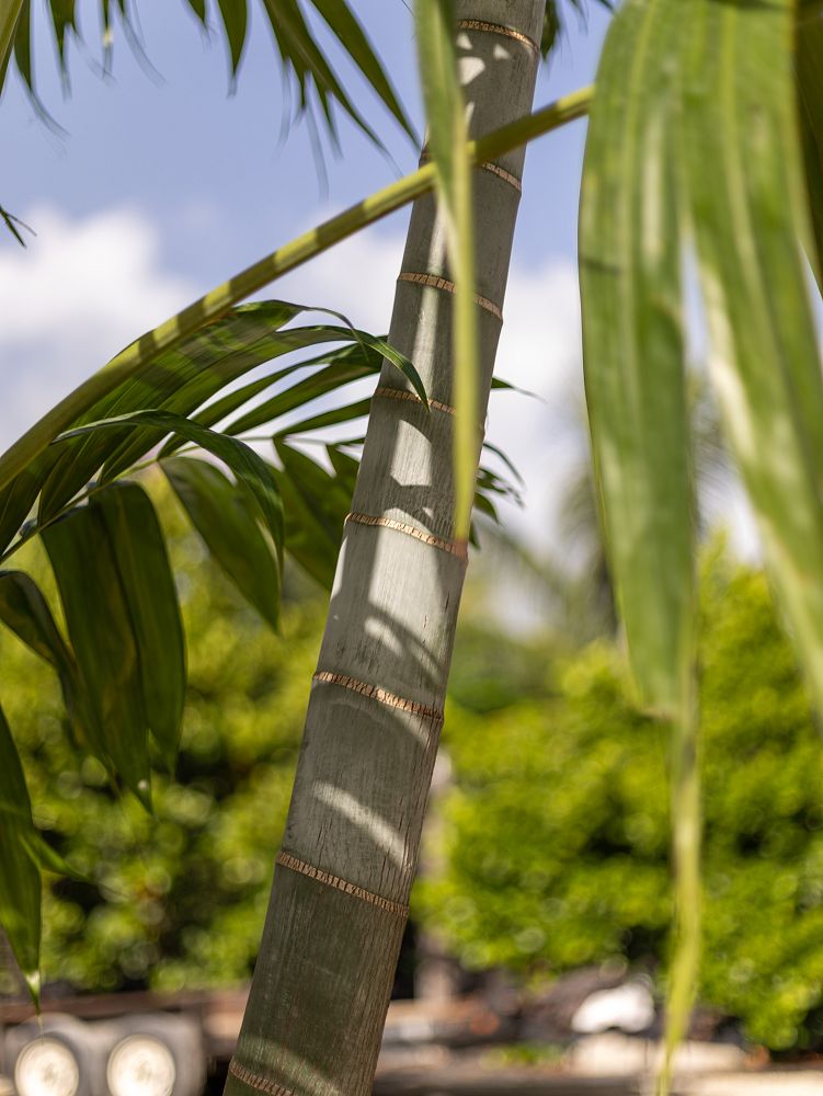 dypsis-pembana