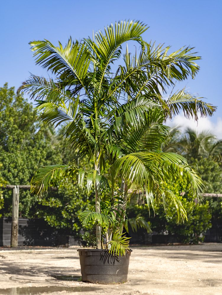 dypsis-pembana