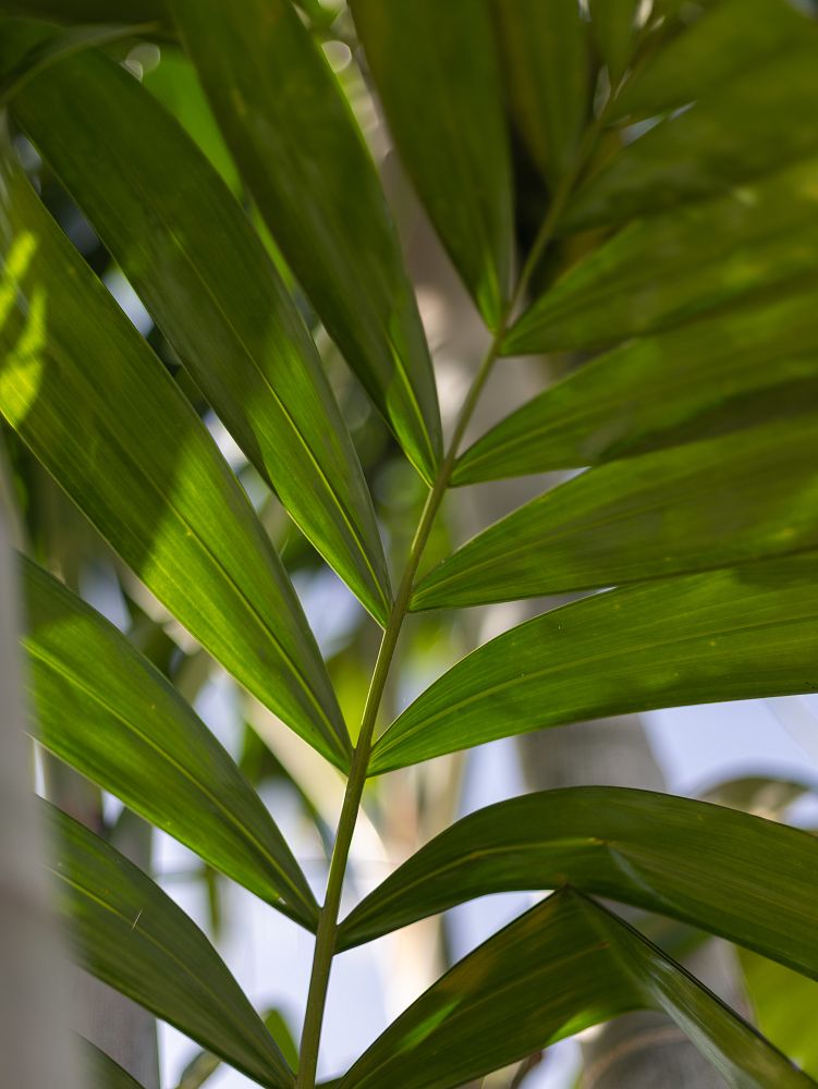 dypsis-pembana
