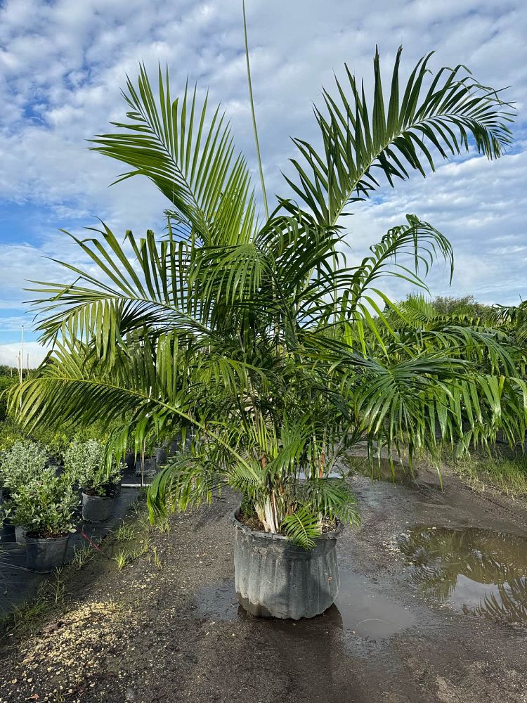 dypsis-pembana