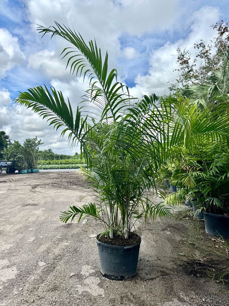 dypsis-pembana