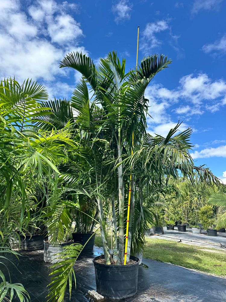 dypsis-pembana