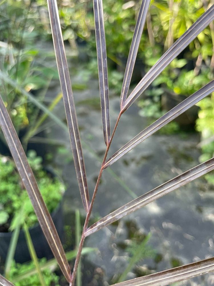 dypsis-plumosa-plumose-dypsis