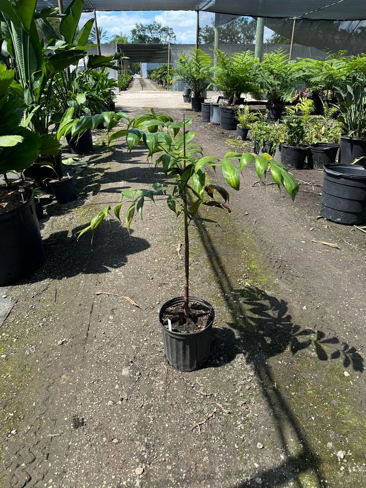 dypsis-rosea